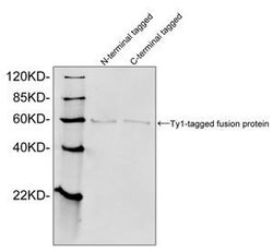 Ty1-tag Rabbit, Polyclonal, GenScript 40 &mu;g | Buy Online | Genscript Corporation | Fisher Scientific