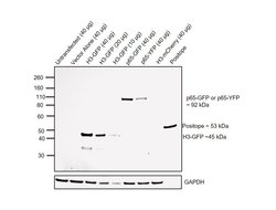 Invitrogen GFP Polyclonal Antibody, Biotin 100 &mu;L; Biotin:Antibodies,