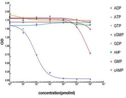cAMP Monoclonal Antibody (4H2B6), THE , GenScript:Antibodies:Primary Antibodies