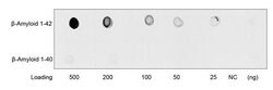 beta-Amyloid 1-42 Mouse anti-Human, Clone: 2C2G5, GenScript 40 &mu;g; Unconjugated:Antibodies,