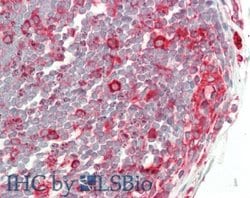 beta-tubulin Mouse anti-Bovine, Chicken, Fish, Goat, Human, Monkey, Mouse,