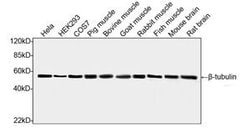 beta-tubulin Mouse anti-Bovine, Chicken, Fish, Goat, Human, Monkey, Mouse,