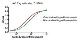 Avi Tag Mouse, Clone: 1D11D10, GenScript 40 &mu;g | Buy Online | Genscript Corporation | Fisher Scientific