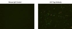 Avi Tag Mouse, Clone: 1D11D10, GenScript 40 &mu;g | Buy Online | Genscript Corporation | Fisher Scientific