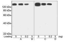 PEG Monoclonal Antibody (5E10E9), THE , GenScript:Antibodies:Primary Antibodies