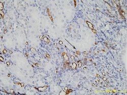 PEG Monoclonal Antibody (5E10E9), THE , GenScript:Antibodies:Primary Antibodies