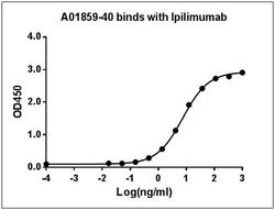 Ipilimumab Mouse, Clone: 26B6H7D9, GenScript 40 &mu;g | Buy Online | Genscript Corporation | Fisher Scientific