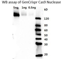 Cas9 Polyclonal Antibody, GenCRISPR , GenScript:Antibodies:Primary Antibodies