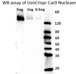 Cas9 Polyclonal Antibody, GenCRISPR , GenScript:Antibodies:Primary Antibodies