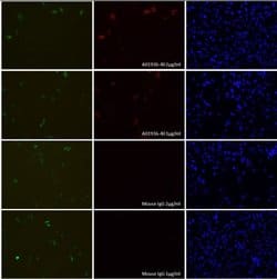 SpCas9 Mouse anti-Bacteria, Clone: 14B6, GenScript 40 &mu;g; Unconjugated:Antibodies,