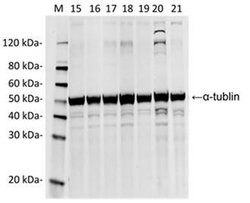 SpCas9 Mouse anti-Bacteria, Clone: 14B6, GenScript 40 &mu;g; Unconjugated:Antibodies,