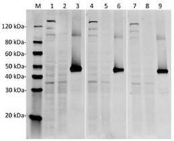 SpCas9 Mouse anti-Bacteria, Clone: 14B6, GenScript 40 &mu;g; Unconjugated:Antibodies,