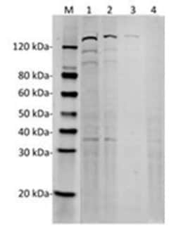SpCas9 Mouse anti-Bacteria, Clone: 14B6, GenScript 40 &mu;g; Unconjugated:Antibodies,