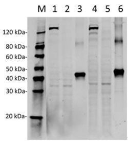 SpCas9 Mouse anti-Bacteria, Clone: 14B6, GenScript 40 &mu;g; Unconjugated:Antibodies,