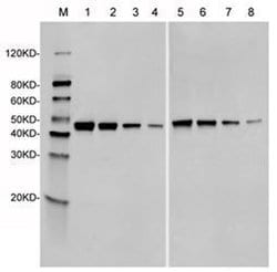 SpCas9 Mouse anti-Bacteria, Clone: 14B6, GenScript 40 &mu;g; Unconjugated:Antibodies,
