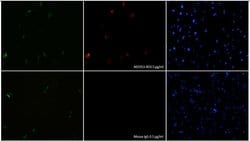 SaCas9 Mouse anti-Bacteria, Clone: 11C12, GenScript 40 &mu;g; Unconjugated:Antibodies,