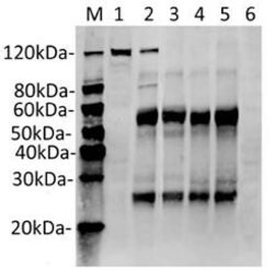SaCas9 Mouse anti-Bacteria, Clone: 11C12, GenScript 40 &mu;g; Unconjugated:Antibodies,