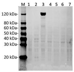 SaCas9 Mouse anti-Bacteria, Clone: 11C12, GenScript 40 &mu;g; Unconjugated:Antibodies,