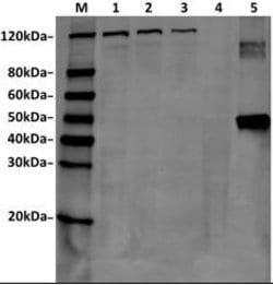 SaCas9 Mouse anti-Bacteria, Clone: 11C12, GenScript 40 &mu;g; Unconjugated:Antibodies,