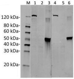 SaCas9 Mouse anti-Bacteria, Clone: 11C12, GenScript 40 &mu;g; Unconjugated:Antibodies,