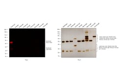 Invitrogen™ Donkey anti-Rabbit IgG (H+L) Highly Cross-Adsorbed Secondary Antibody, Alexa Fluor™ 680