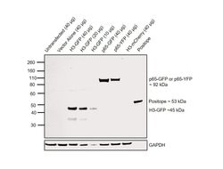 Invitrogen™ GFP Polyclonal Antibody, HRP