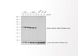 Invitrogen Goat anti-Mouse IgG1 Cross-Adsorbed Secondary Antibody, Biotin-XX
