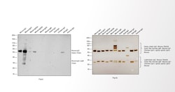 Invitrogen Goat anti-Mouse IgG1 Cross-Adsorbed Secondary Antibody, Biotin-XX