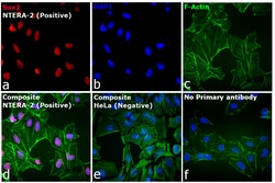 Invitrogen Goat anti-Rat IgG (H+L) Cross-Adsorbed Secondary Antibody, Cyanine3