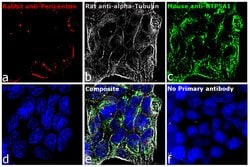 Invitrogen Goat anti-Mouse IgG (H+L) Cross-Adsorbed Secondary Antibody, Cyanine5 1 mg | Buy Online | Invitrogen&trade; | Fisher Scientific