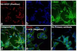 Invitrogen&trade;&nbsp;Goat anti-Mouse IgG (H+L) Cross-Adsorbed Secondary Antibody, Cyanine5