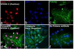 Invitrogen Goat anti-Rat IgG (H+L) Cross-Adsorbed Secondary Antibody, Cyanine5