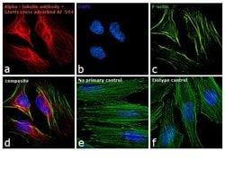 Invitrogen F(ab')2-Goat anti-Mouse IgG (H+L) Cross-Adsorbed Secondary Antibody,