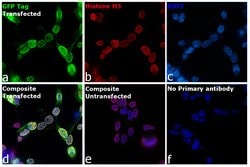 GFP Monoclonal Antibody (3E6) 100 &mu;g:Antibodies, Monoclonal