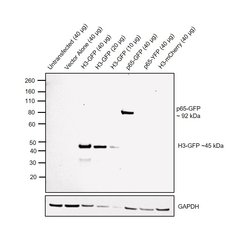 GFP Monoclonal Antibody (3E6) 100 &mu;g:Antibodies, Monoclonal