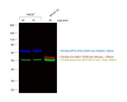 Invitrogen Goat anti-Rabbit IgG (H+L) Cross-Adsorbed Secondary Antibody,