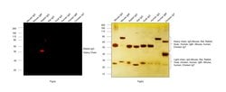 Invitrogen Goat anti-Rabbit IgG (H+L) Cross-Adsorbed Secondary Antibody,