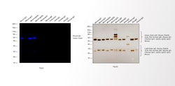 Invitrogen™ Donkey anti-Mouse IgG (H+L) Highly Cross-Adsorbed Secondary Antibody, Alexa Fluor™ 790