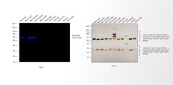 Invitrogen Donkey anti-Mouse IgG (H+L) Highly Cross-Adsorbed Secondary