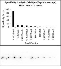 Invitrogen H3K27me3 Polyclonal Antibody 50 &mu;g; Unconjugated:Antibodies,
