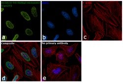 Invitrogen H3K27me3 Polyclonal Antibody 50 &mu;g; Unconjugated:Antibodies,
