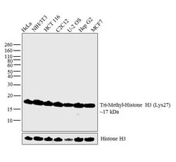 Invitrogen H3K27me3 Polyclonal Antibody 50 &mu;g; Unconjugated:Antibodies,