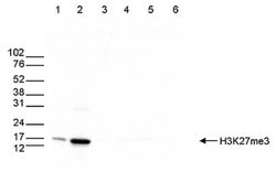 Invitrogen H3K27me3 Polyclonal Antibody 50 &mu;g; Unconjugated:Antibodies,