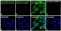 Mouse anti-Rat Kappa Light Chain Secondary Antibody, FITC, Invitrogen&trade; 100 &mu;g; FITC 