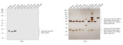 Mouse anti-Rat Kappa Light Chain Secondary Antibody, Biotin, Invitrogen&trade; 100 &mu;g; Biotin 