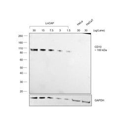 Invitrogen&trade;&nbsp;Donkey anti-Goat IgG (H+L) Cross-Adsorbed Secondary Antibody, HRP