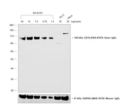 Invitrogen™ Donkey anti-Goat IgG (H+L) Cross-Adsorbed Secondary Antibody, Biotin
