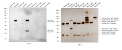 Invitrogen Donkey anti-Goat IgG (H+L) Cross-Adsorbed Secondary Antibody,