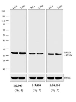 Invitrogen Donkey anti-Rabbit IgG (H+L) Secondary Antibody, AP 1 mg; Alkaline