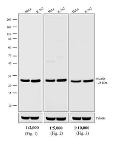 Invitrogen™ Donkey anti-Rabbit IgG (H+L) Cross-Adsorbed Secondary Antibody, HRP